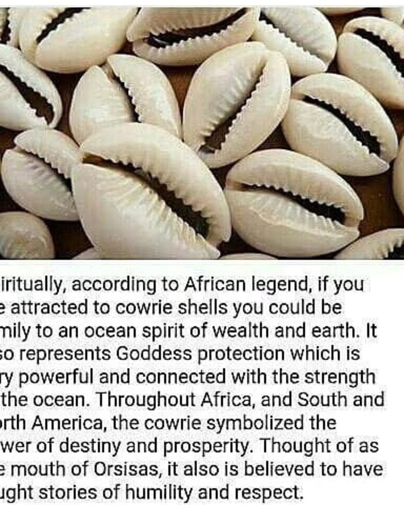 Cowrie Shell Anklet